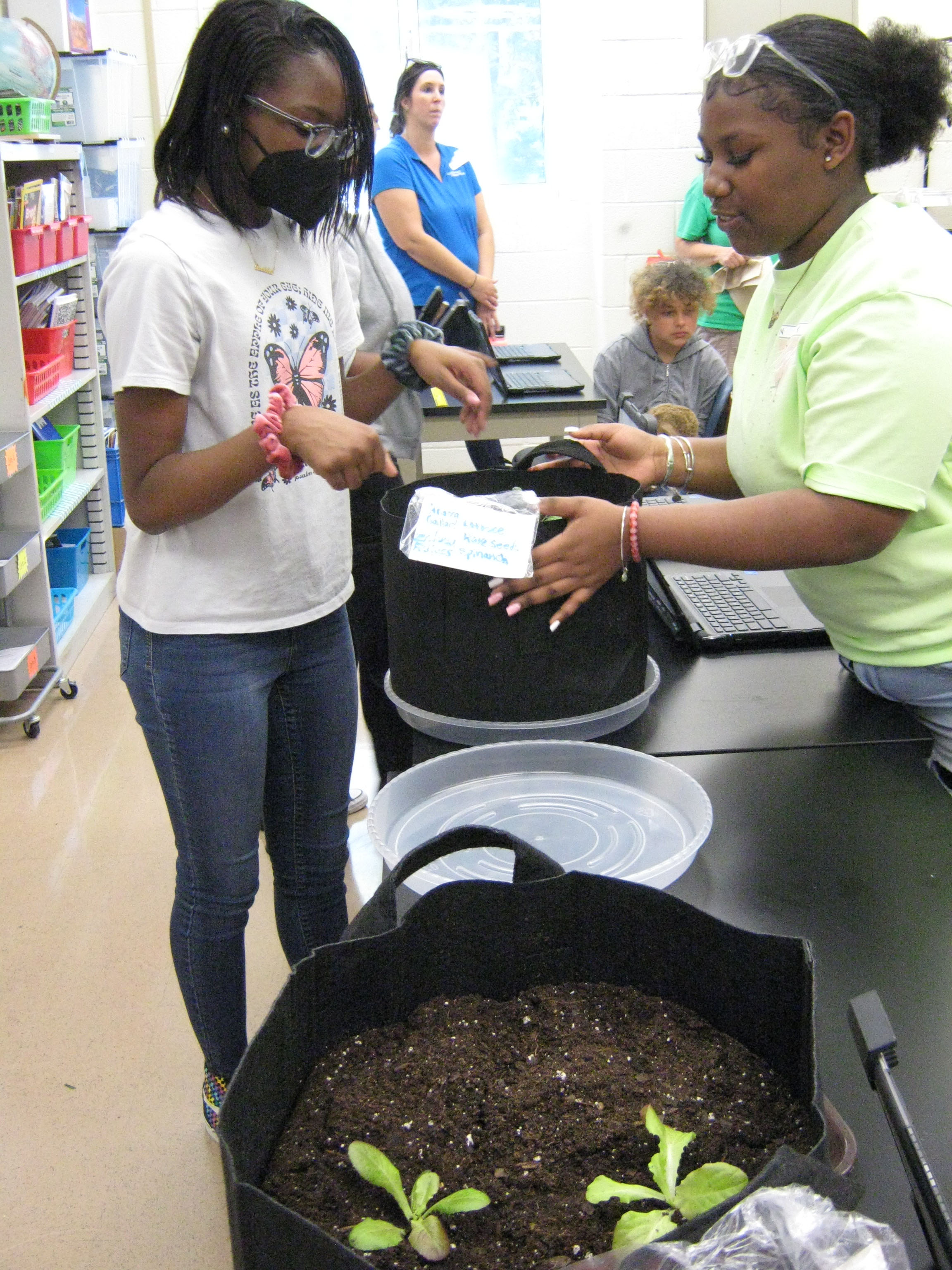 Some crops are being grown in growbags outside their classroom.